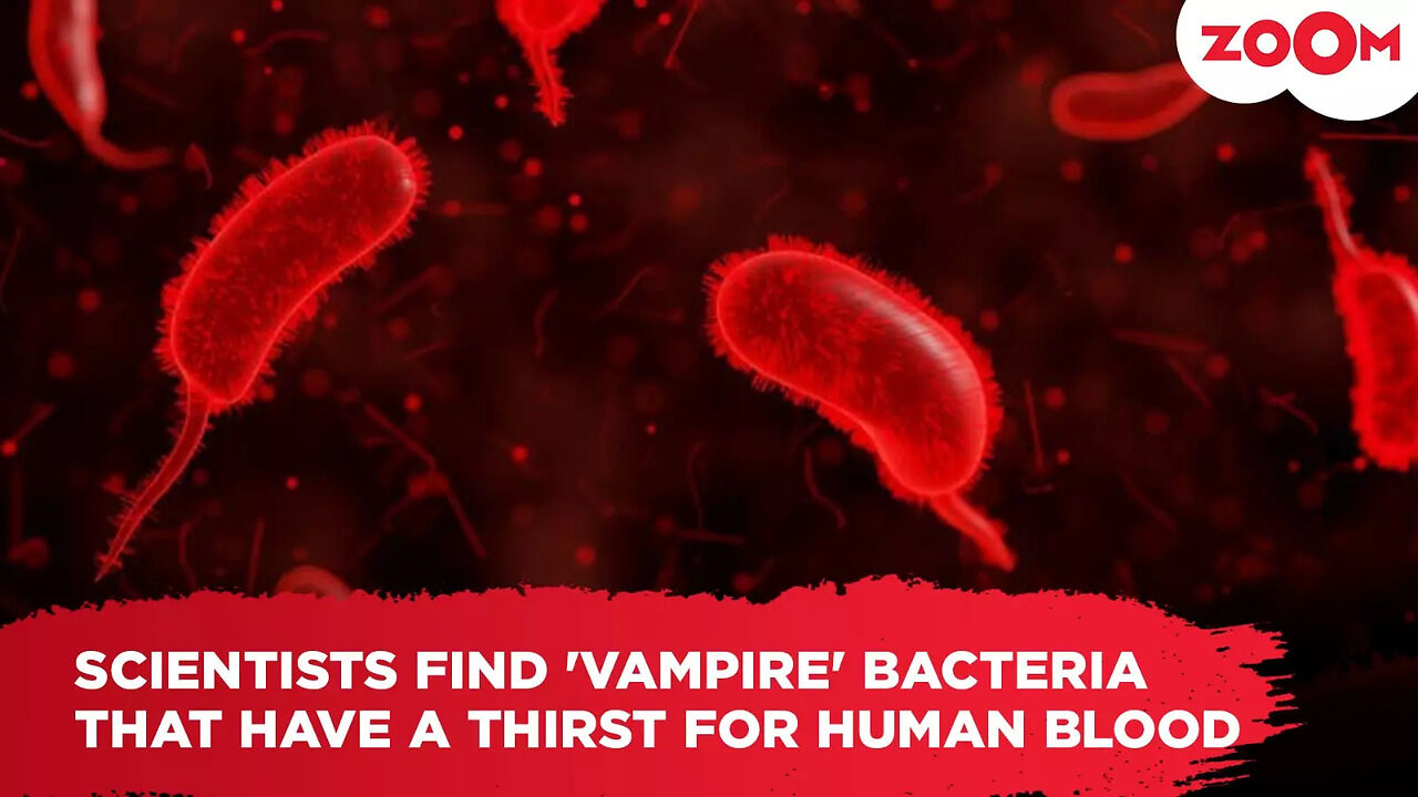 Scientists find 'vampire' bacteria that have a thirst for human blood ...