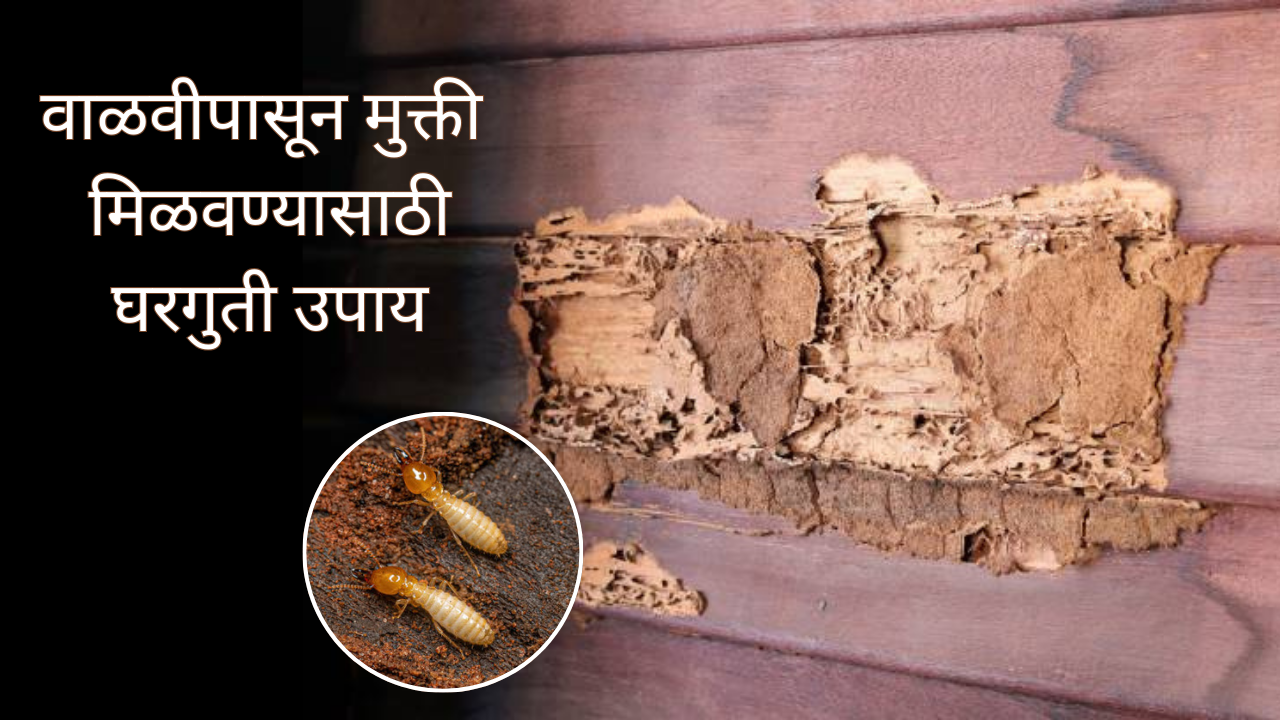 Termite Home Remedies घराच्या भिंतीला आणि फर्निचरला वाळवी लागली आहे