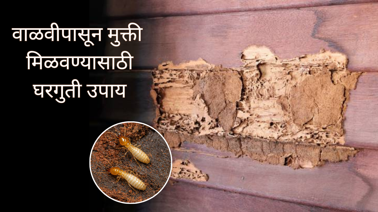 get rid of termite with these effective home remedies