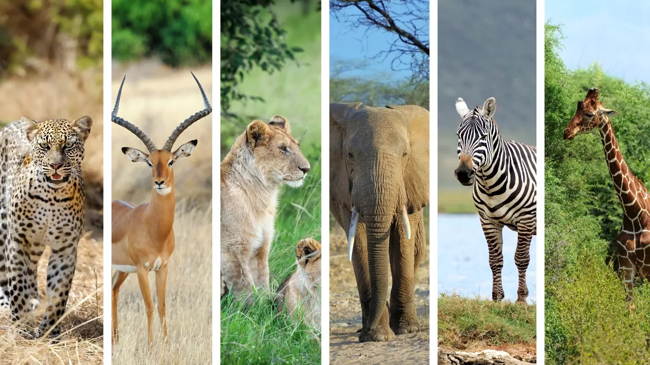 From left to right: Leopard, impala, lioness, elephant, zebra and giraffe. | Courtesy: Getty Images