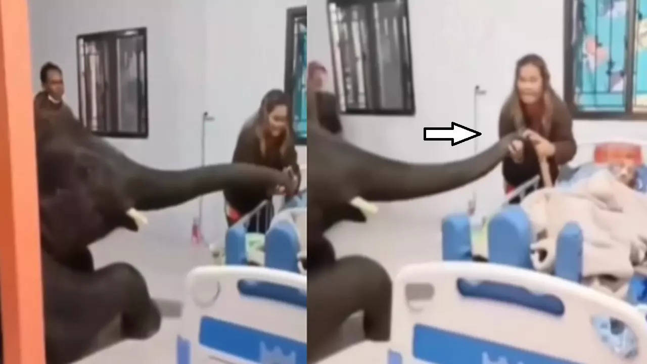 Elephant Meets Caretaker in Hospital (Photo: Instagram)