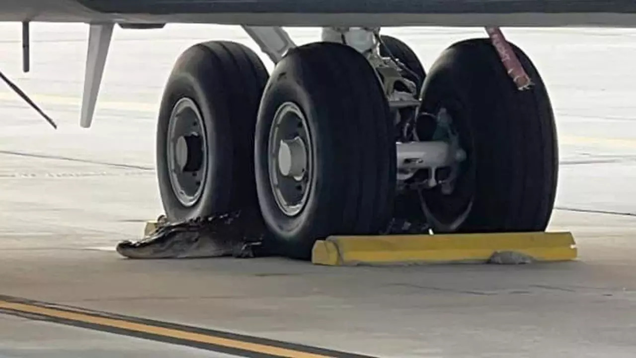 A 10-foot alligator lies under a US Air Force plane in Florida. | Courtesy: MacDill Air Force Base