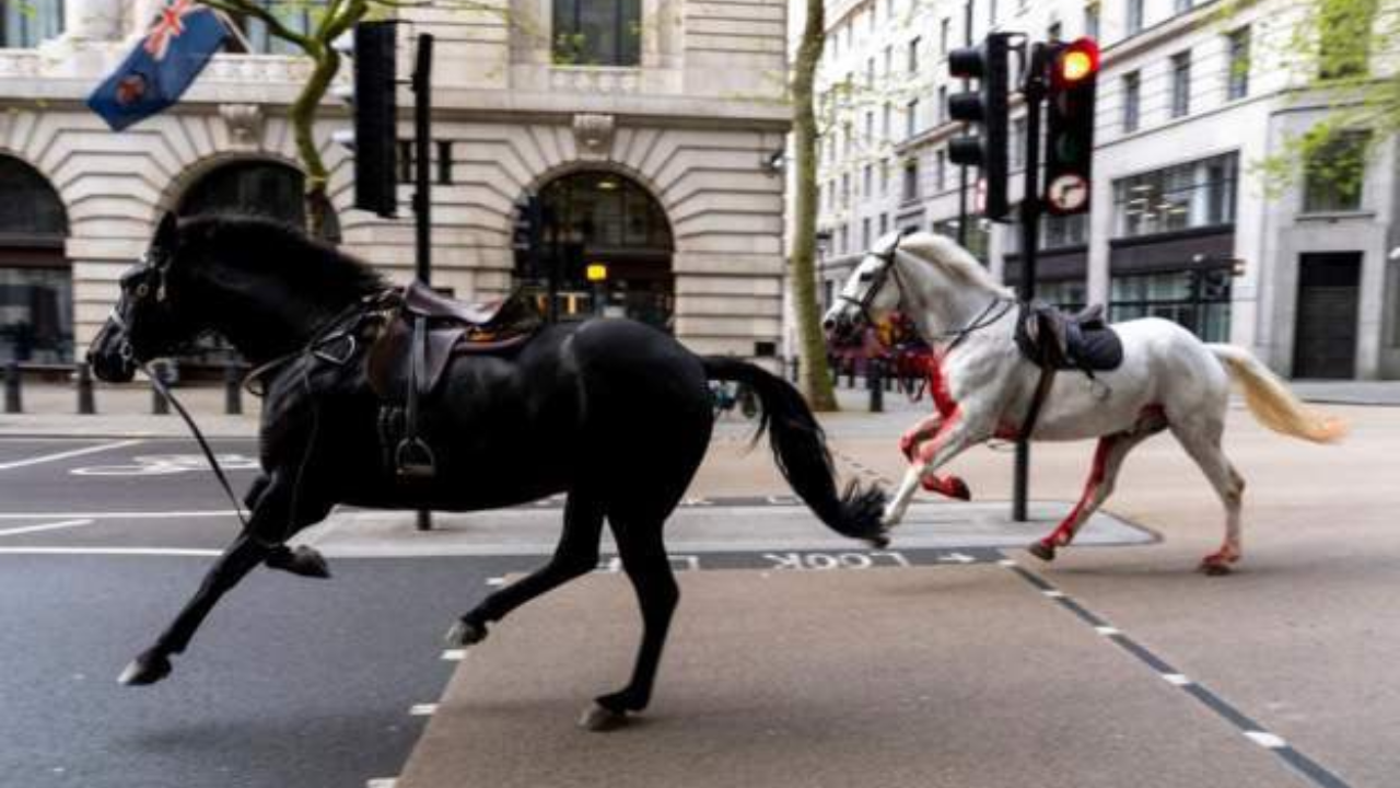 Blood-Soaked Army Horses