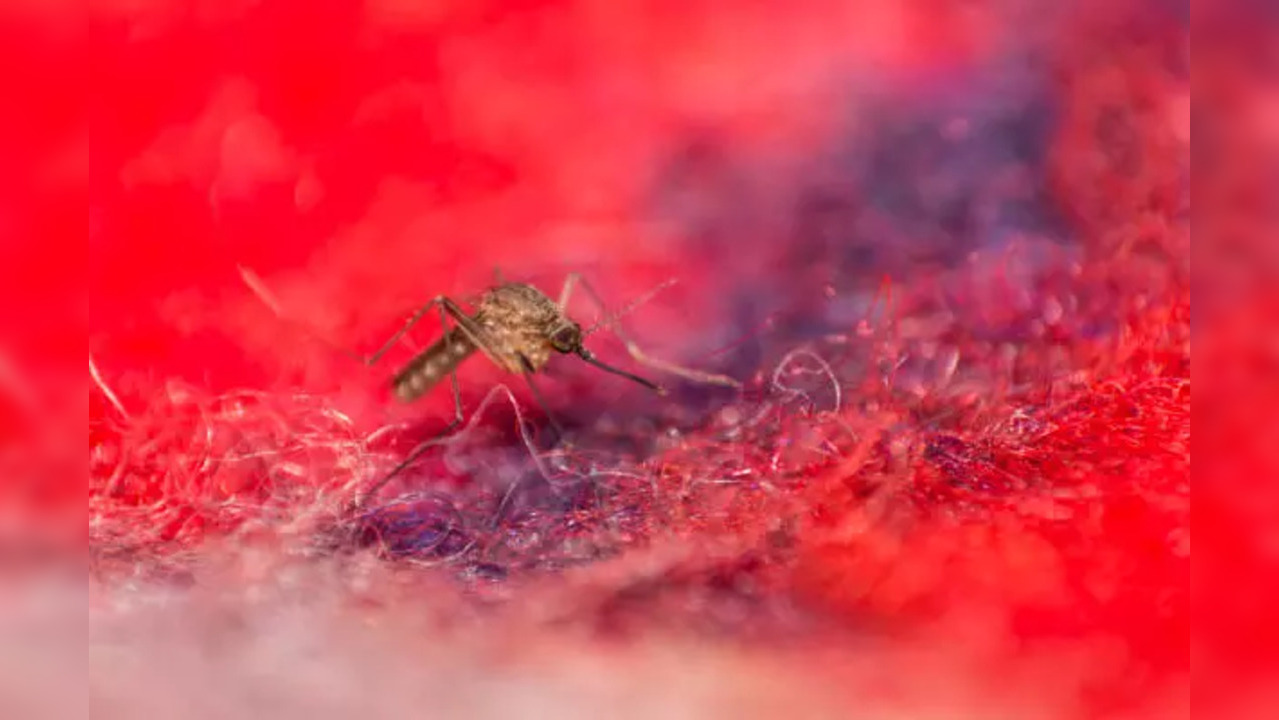 World Malaria Day 2024: Warning Signs and Symptoms Of The Vector-borne ...