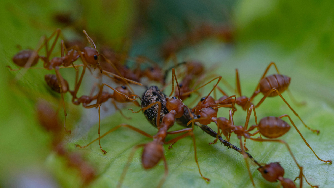 Fire Ants Are Threatening All Of Australia