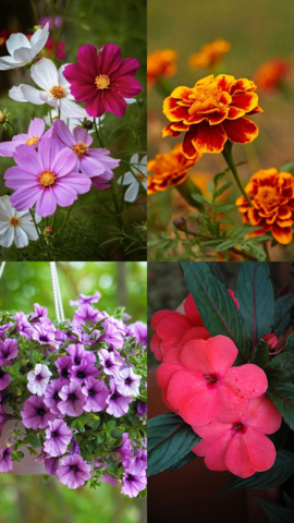10 Easy Flowering Plants for Beginners to Grow