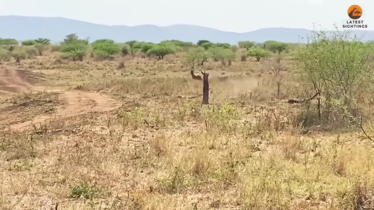 Viral Video: Lion and Antelope Clash Ends in Jaw-Dropping Surprise ...