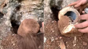 Viral Video Man Strikes Gold While Digging Ordinary-Looking Stone You Wont Believe Whats Inside