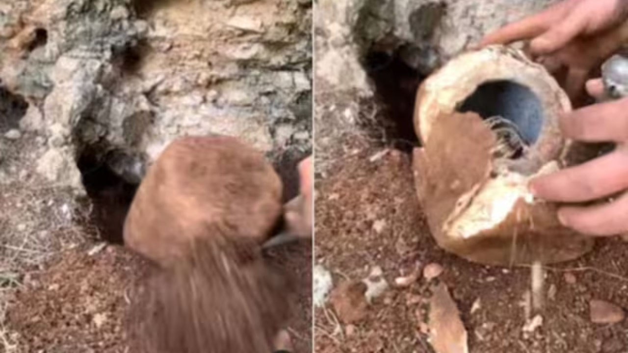 Viral Video: Man Strikes Gold While Digging Ordinary-Looking Stone. You Won't Believe What's Inside