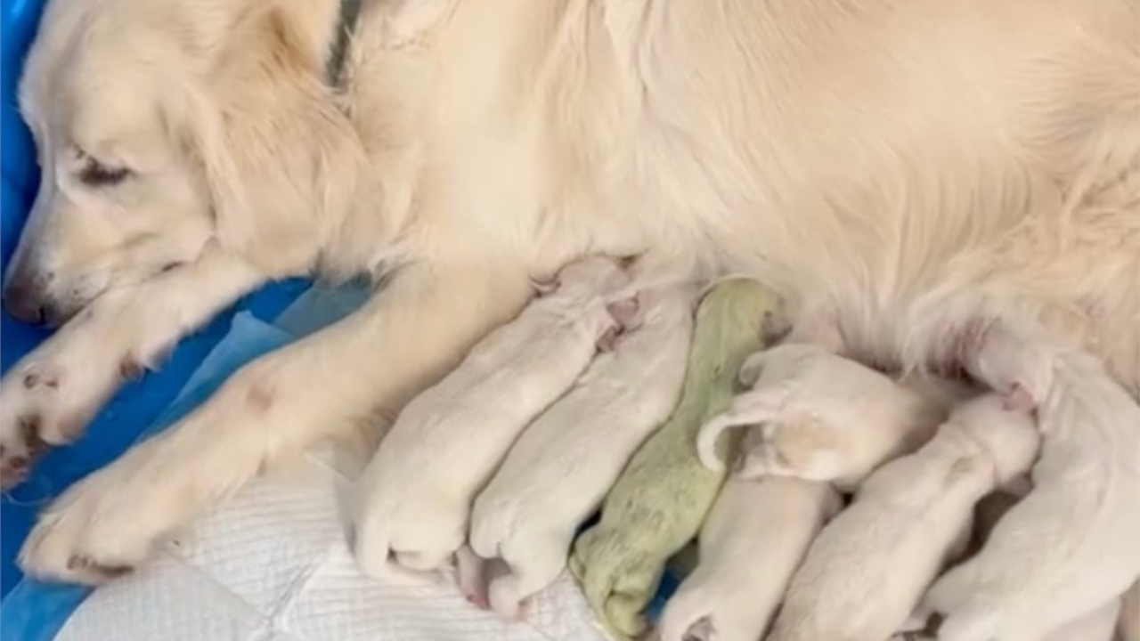 Green Golden Retriever Puppy (1)