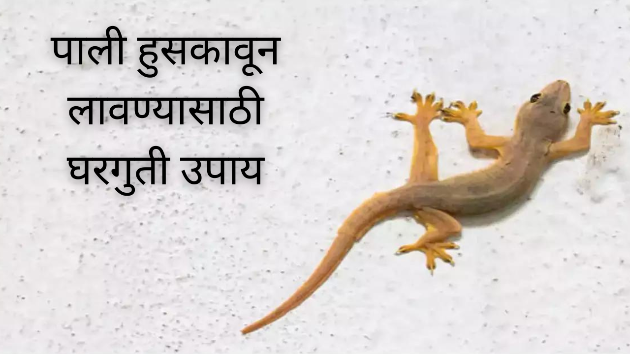 5 home remedies to get rid of lizard at home in marathi