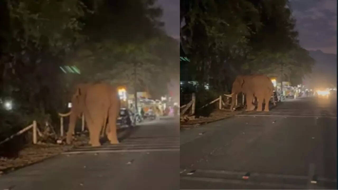  மேட்டுப்பாளையம் சாலையில் உலா வரும் பாகுபலி காட்டுயானை.. பொதுமக்கள் அச்சம் 