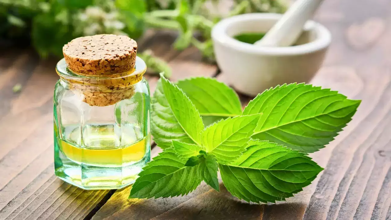 Mint Water Benefits उन्हाळ्यात पुदिन्याचे पाणी रोज प्यायल्याने जाणवतील