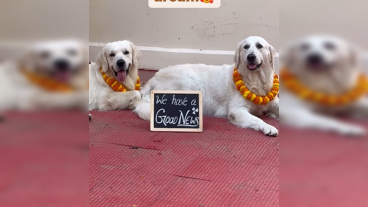 Video: Woman Performs Baby Shower for Doggo Couple With Traditional Rituals