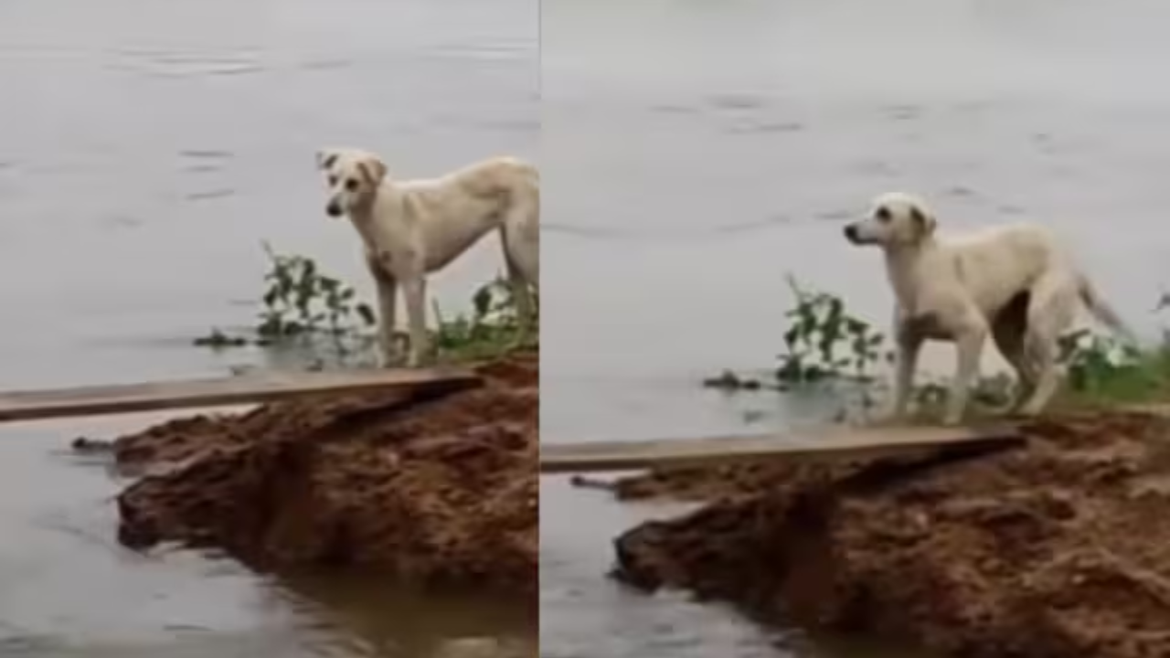 Viral Video: Brave Man Saves Terrified Dog, His Gratitude Will Warm Your Heart. Watch