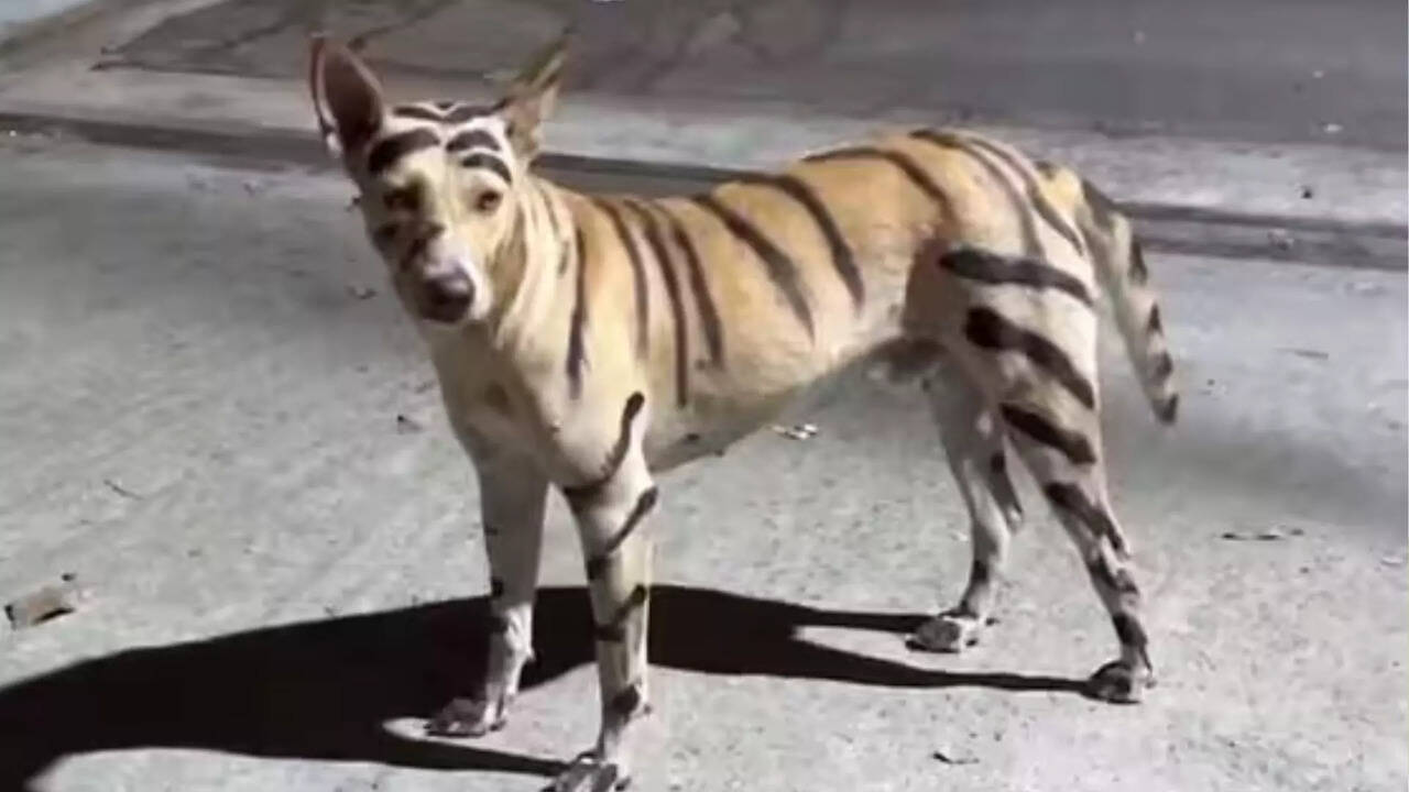  புலி வேஷத்தில் தெருவில் திரிந்த நாயை பார்த்து மக்கள் பீதி.. சேட்டை செய்த மர்ம நபர்களுக்கு புதுவை போலீஸ் வலைவீச்சு 