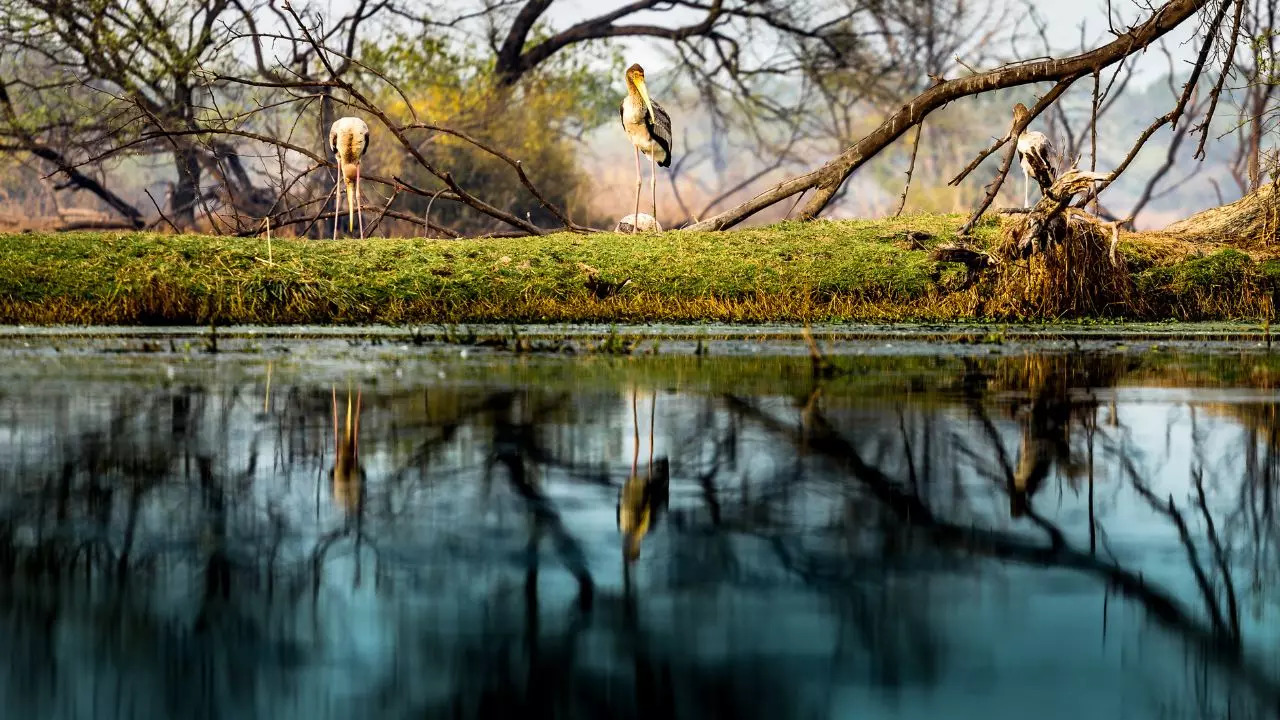 Bharatpur: A City Rich In History And Natural Wonders. Credit: Canva