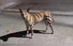 Rumoured Tiger on the Loose in Puducherry Was a Painted Dog