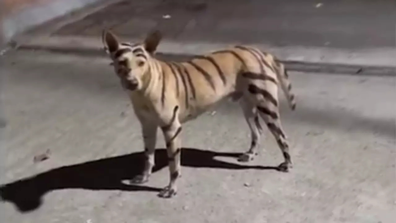 A stray dog painted to look like a tiger roams the streets in Puducherry. | Courtesy: X