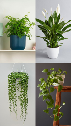 10 Hanging Plants That Keep Your Room Cool
