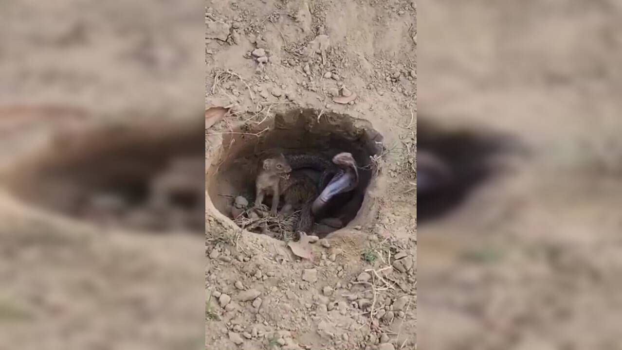 Watch: Fearless Mongoose Kills King Cobra Inside Snake Burrow | Times Now