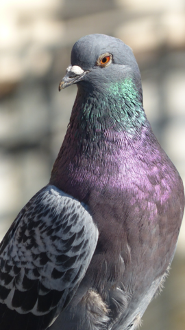10 Tips to Keep Pigeons Away from Your Balcony