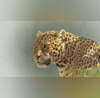 Hyderabad Leopard Spotted at Rajiv Gandhi International Airport Locals Alerted