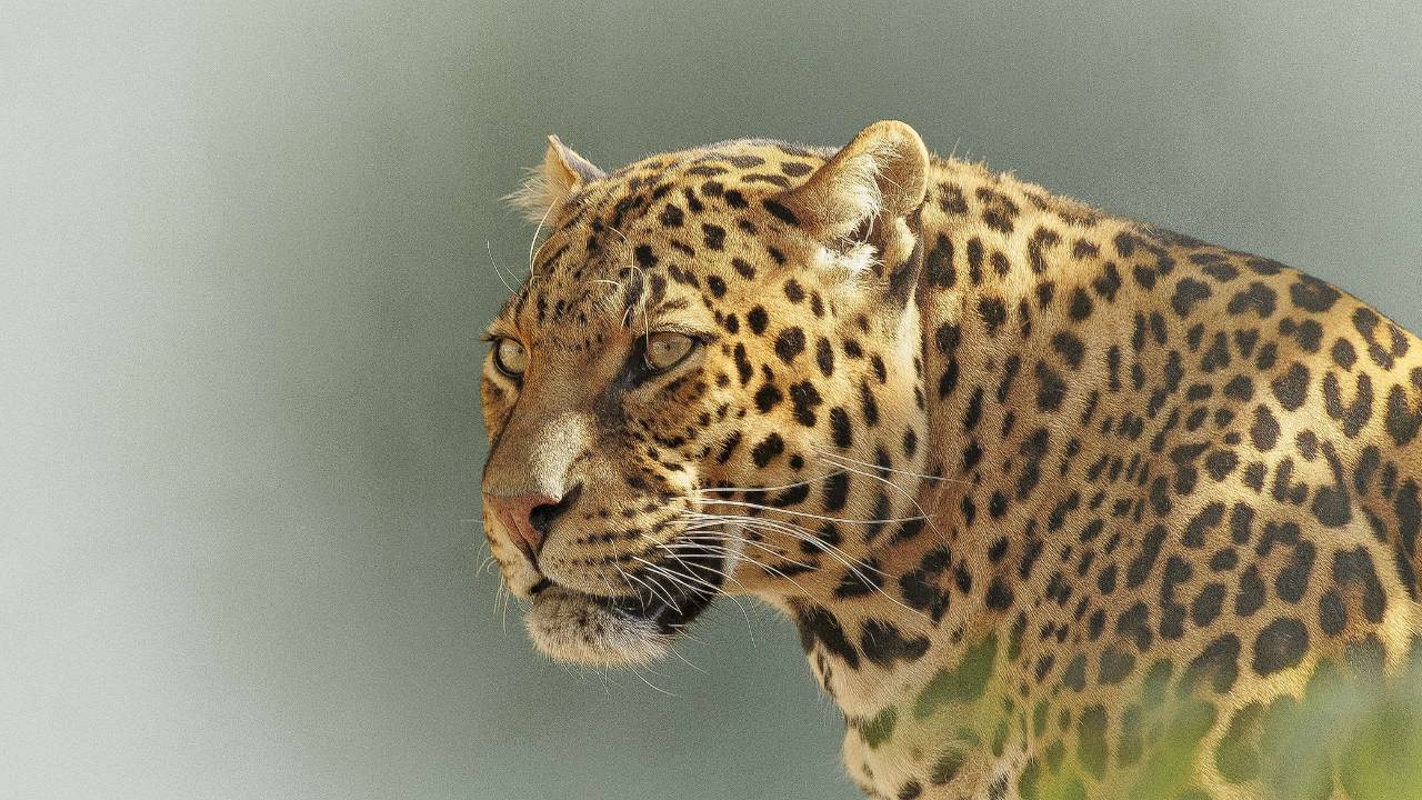 Leopard Sighted at Hyderabad Airport