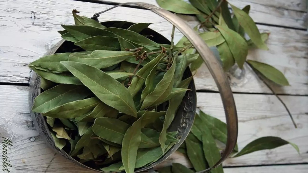 Ways You Can Attract Money By Burning Bay Leaves