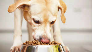 Gourmet Pet Food Boom Indian Pet Parents Spend Big Bucks On Human-Grade Dog Meals And Treats