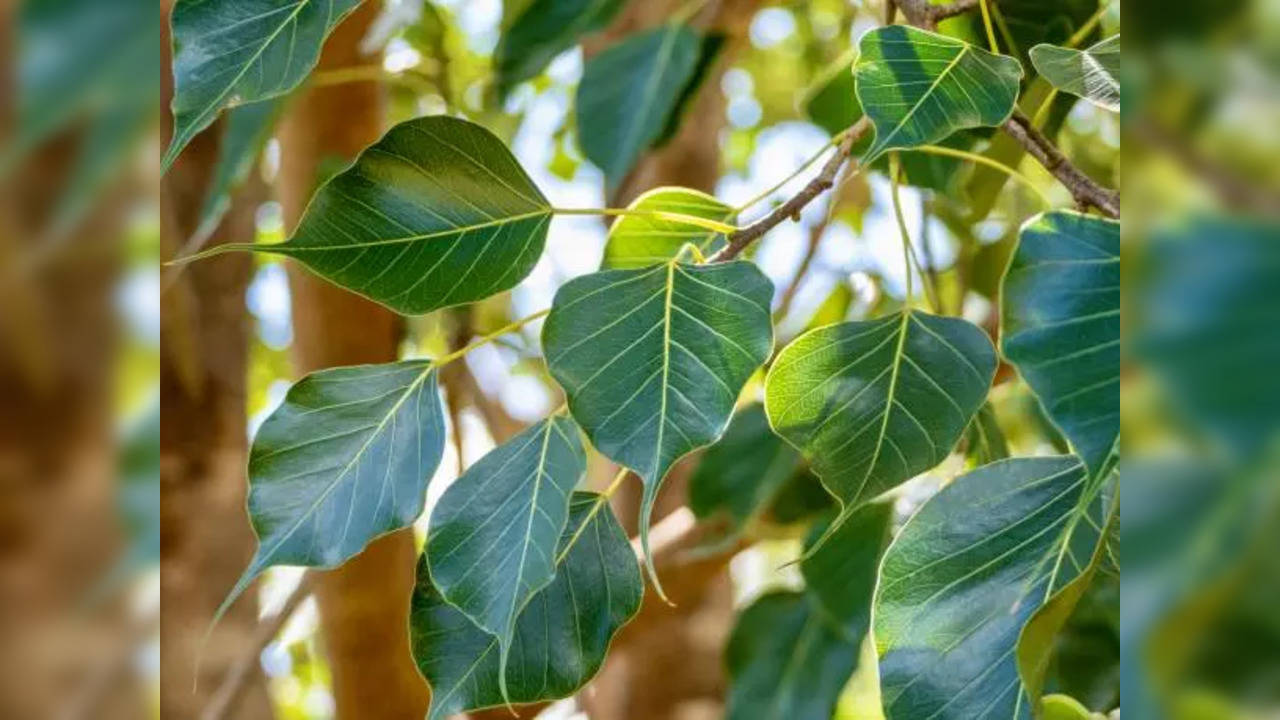Vastu Rules regarding Peepal Tree and other plants