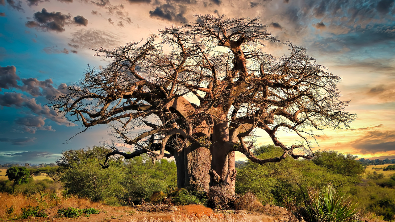 A century-old Baobab tree on SV Road, Santacruz (west), was chopped off on Saturday to carry out Metro 2 B works (Representational Image)