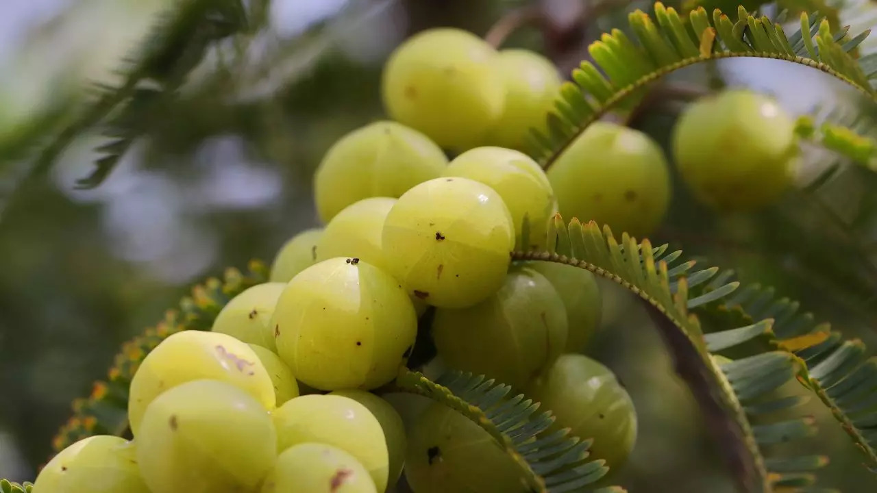 Amla for liver