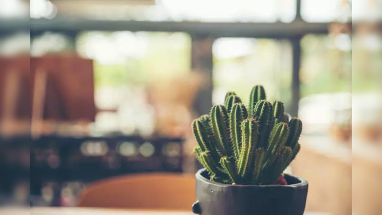 Plants not to be kept in bedroom