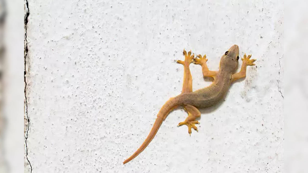 Meaning of seeing lizard in your house, good or bad