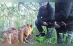 Young Kit How Wildlife Fans Kindness Turned  Fox Into a Furry Friend