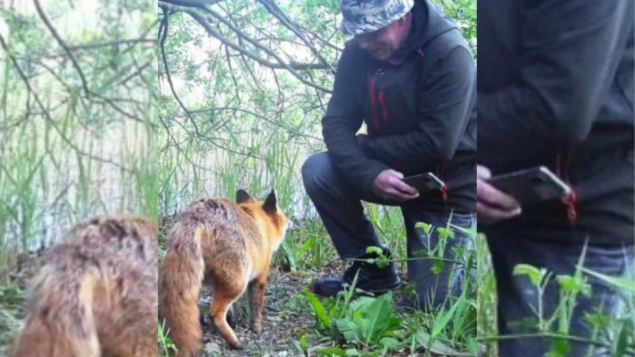 Fox with mange