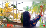 Feathered Friends Flourish Pune Wildlife Advocate Turns Her Home Into Parrot Gallery