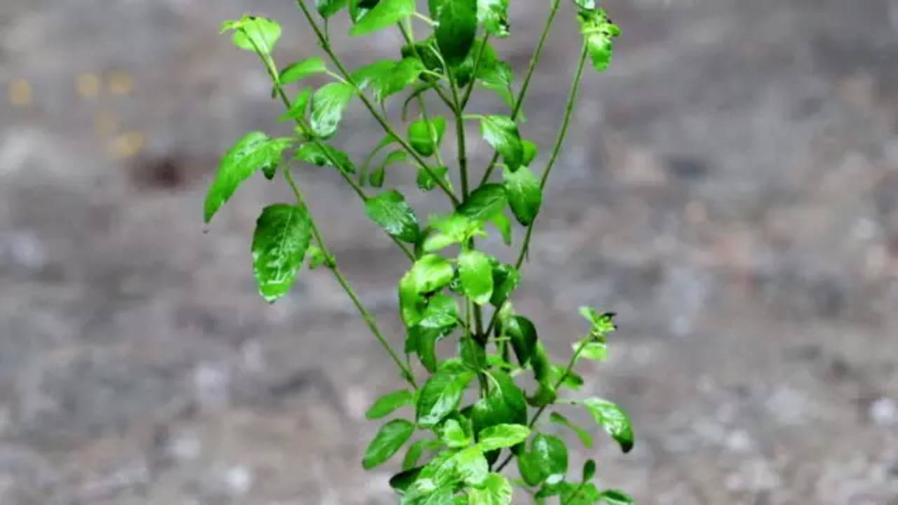 Tulsi Upay in Vaishakh month