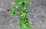 Vaishakh Month 2024 Tulsi Remedies Done in this month can Lead to Money Flow in Your Life