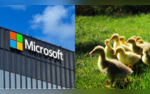 Worked In Microsoft For 22 Years Now A Goose Farmer LinkedIn Profile Goes Viral On Social Media