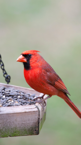 Tips For Feeding Birds From Your Balcony