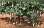 Heard Of Patnas Dudhiya Malda The Delightful Mango Grown With Milk