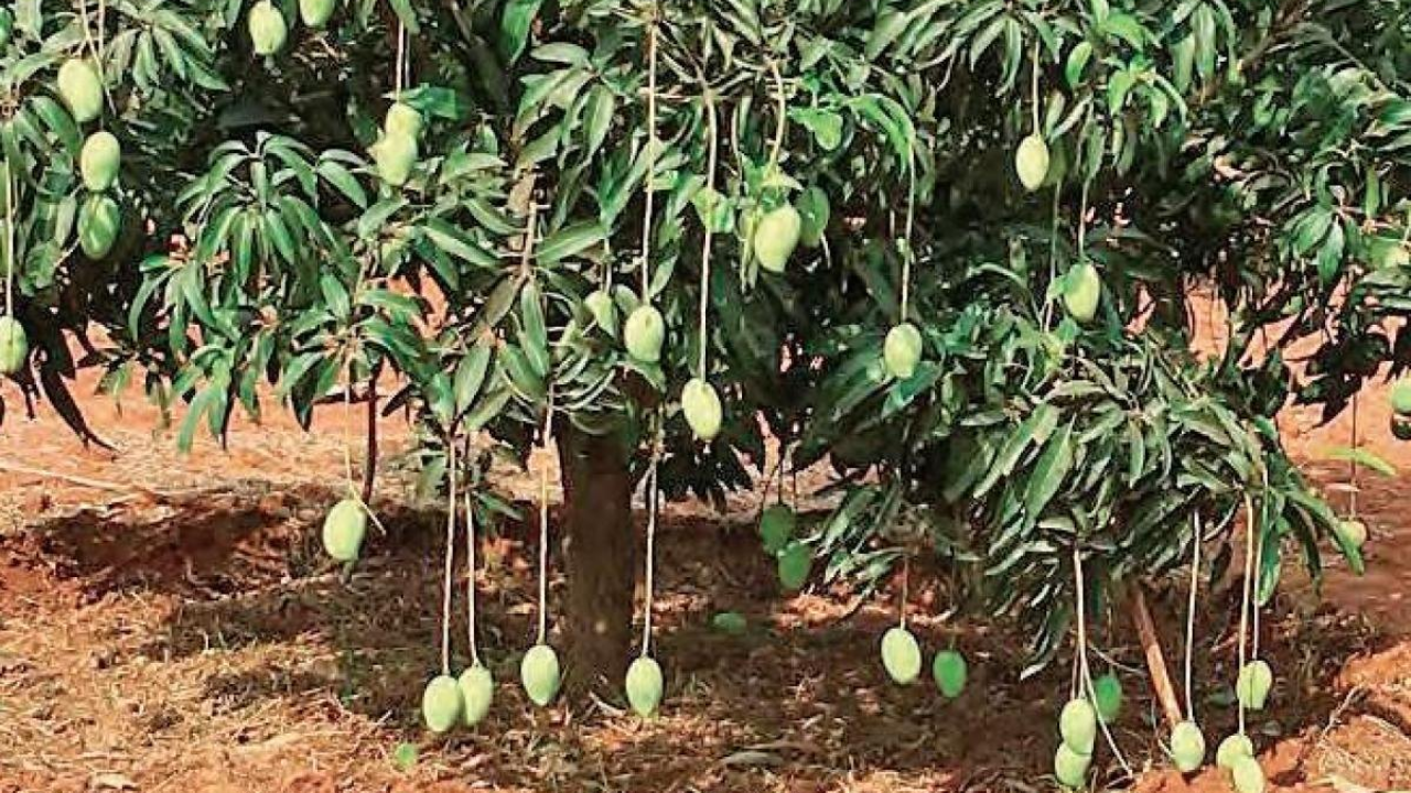 Heard Of Patna's Dudhiya Malda, The Delightful Mango Grown With Milk From Bihar