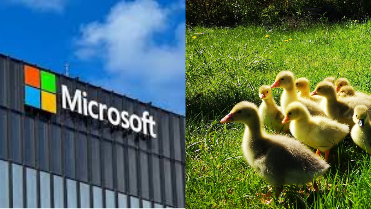 Microsoft, Software Engineer, Inspiring Story, Viral, Trending, Goose Farming