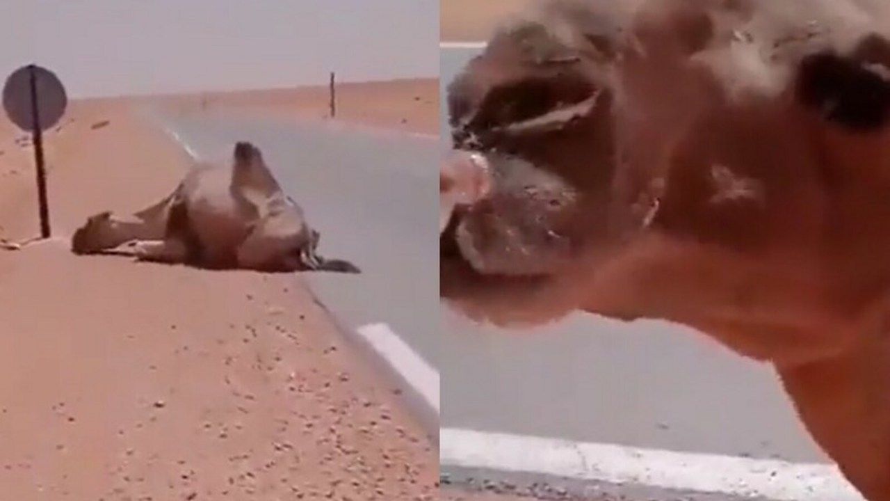 Good Samaritan Saves Thirsty Camel's Life with Water, Heartwarming Video Goes Viral