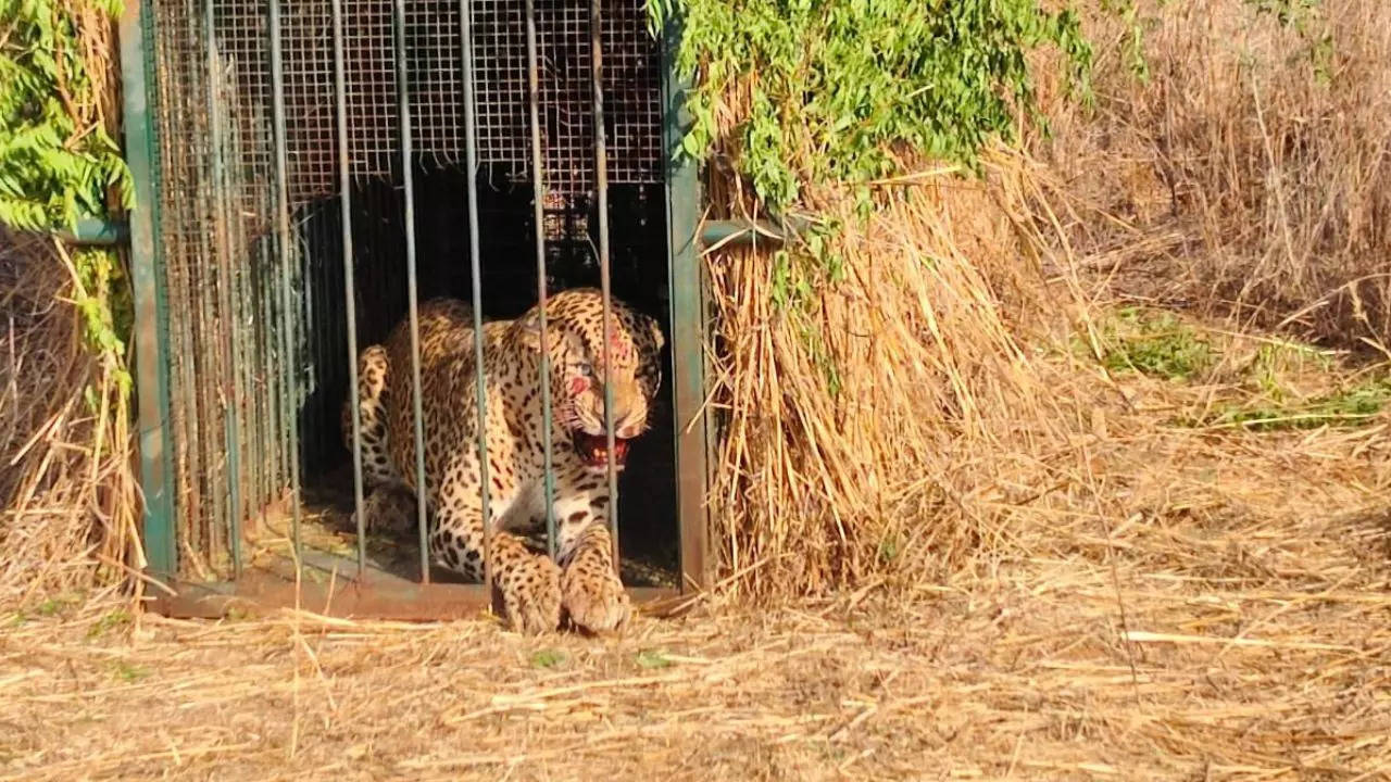 Stray Leopard Near Hyderabad Airport Captured