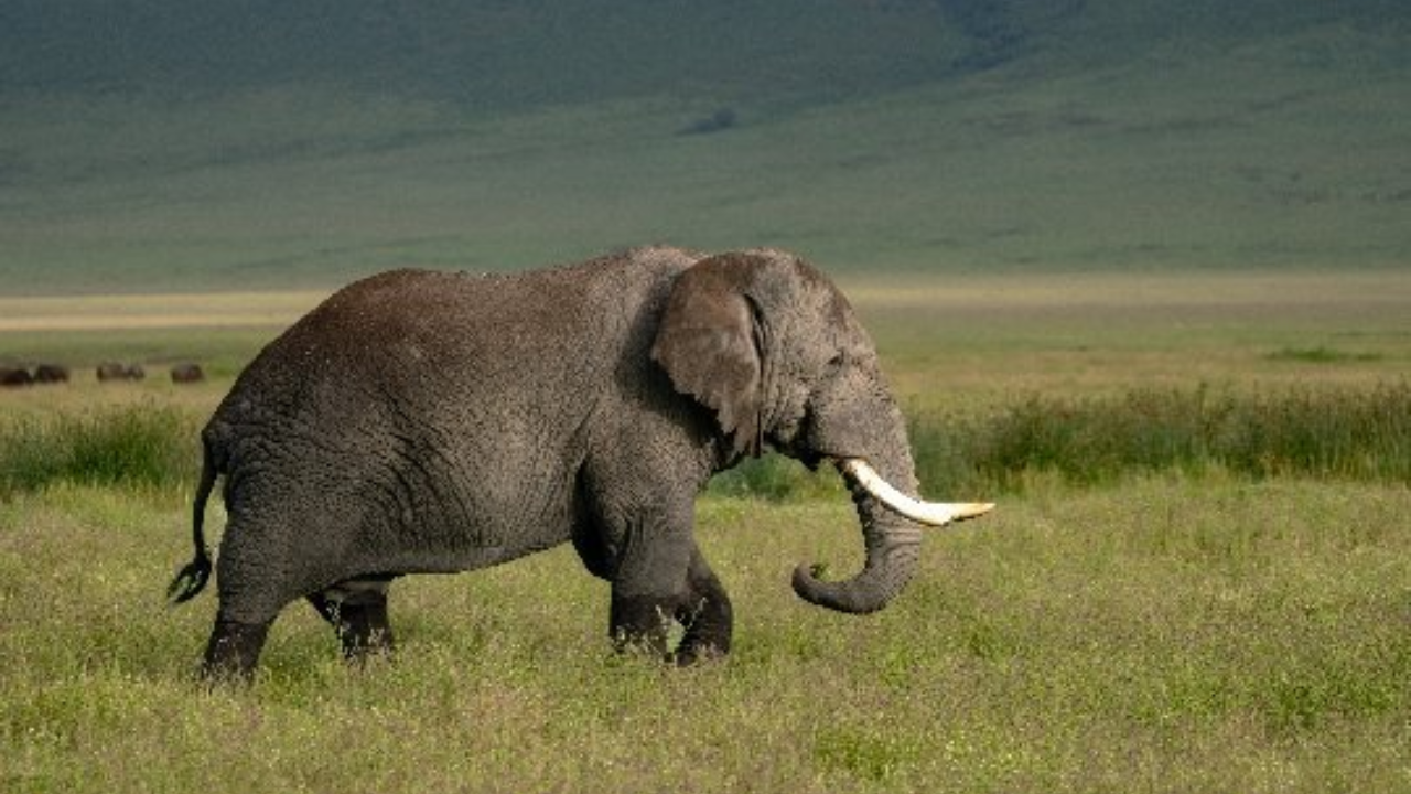 Watch: This Viral Video Of Baby Elephant Looking Is Just Cuteness Overload