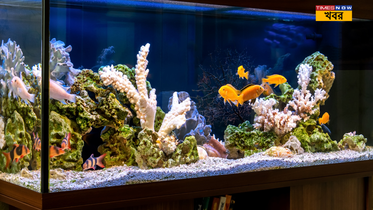 Vastu Shastra For Fish Aquarium placement in your perfect corner