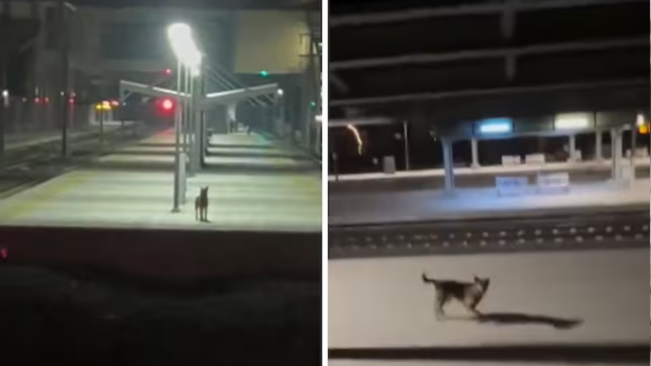 Watch: Heartwarming Viral Video Of Stray Dog's Incredible Bond with Train Crew Who Feed Him